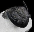 Flying Hollardops Trilobite - Great Eyes #36849-4